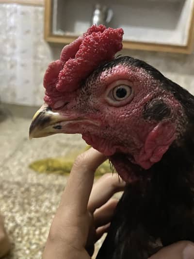 SHAMO MUSHKA OR CHEENA SINDHI HOME BREED BOTH