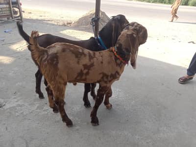 2 Male goat