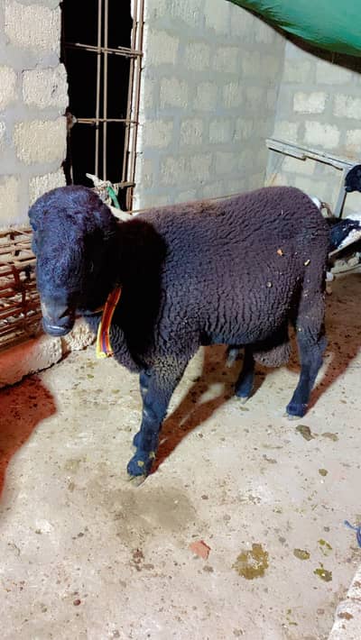 Dumbai bakre for sale
