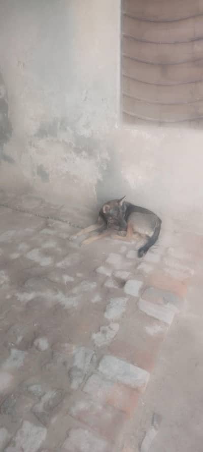 alshishan bhighari female and beautiful dog full security dog