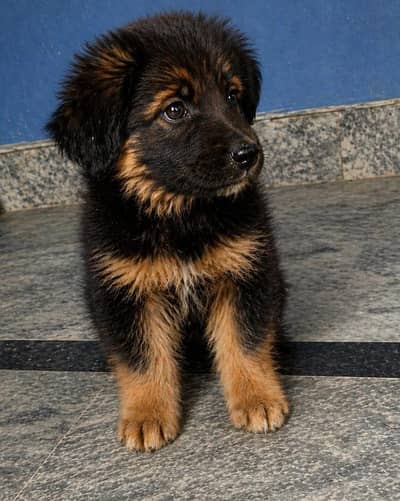 Pair of GSD quality puppies
