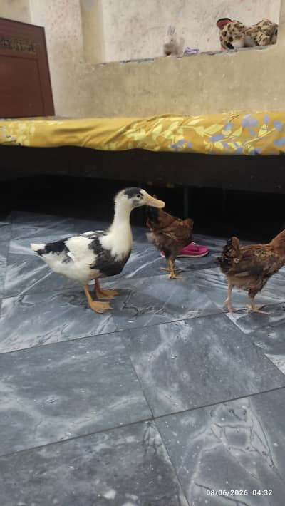 cute black and yellow duck and 2 chicks
