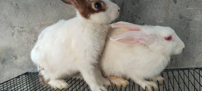 Breeder Male and Female Rabbits for sale