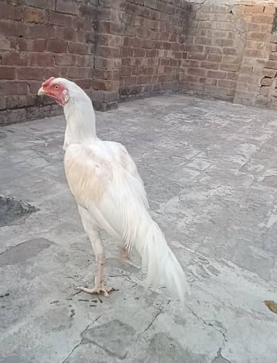 Heera Aseel Murgha