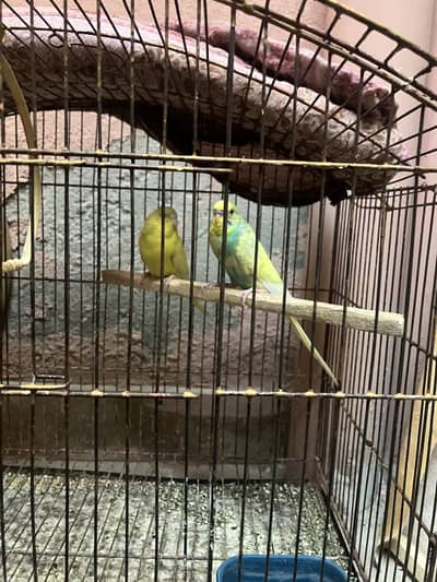 Australian breader parrots