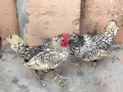 Silver Sebright pair