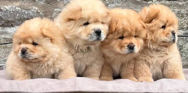 chow chow husky shihtzu