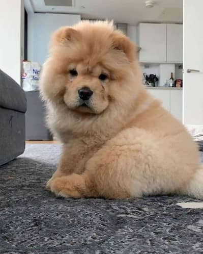 chow chow husky shihtzu