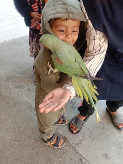 talking raw parrot fully friendly