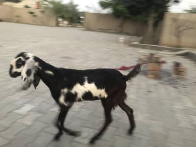 female path for sale