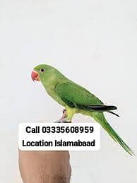 Hand Tamed Full Friendly Green Ring Neck Male Parrot