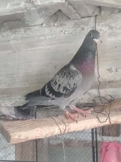 Qaisd pigeon