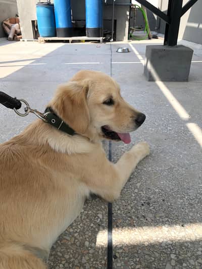 golden retriever puppy for sale