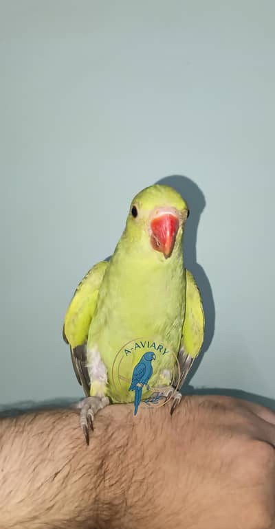 Ringneck Chick