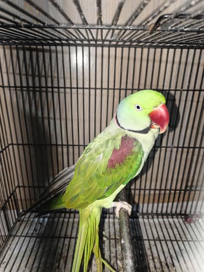 bolny wala raw parrot hy chotaa bcha pala hy