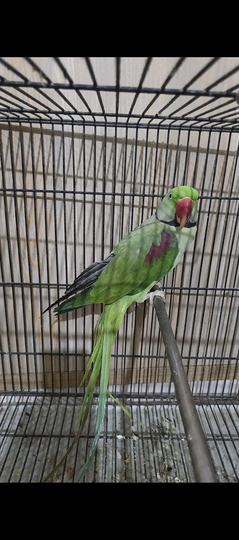 urgent sale hy  just parrot — photo 2