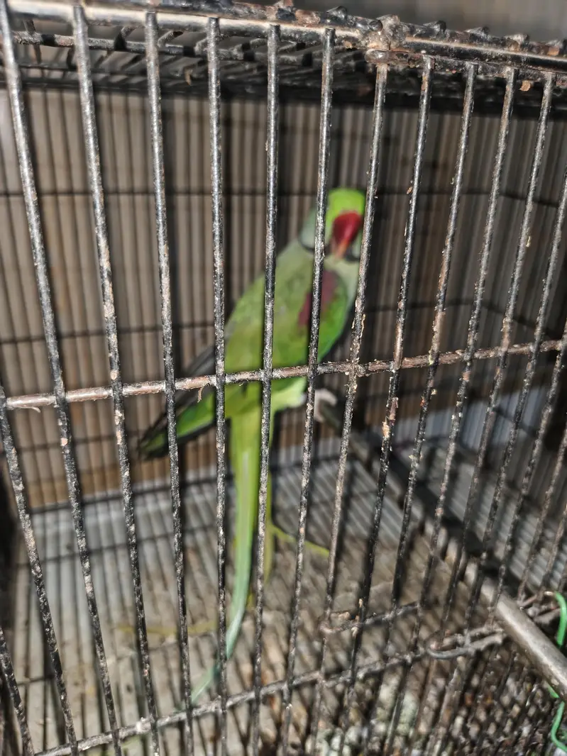 urgent sale hy  just parrot — photo 3