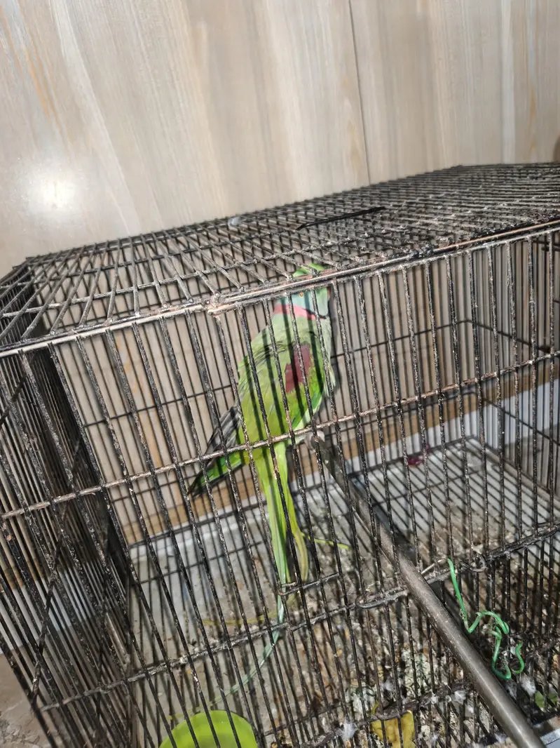 urgent sale hy  just parrot — photo 4