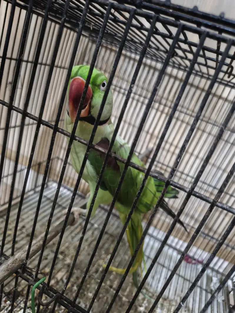 urgent sale hy  just parrot — photo 5