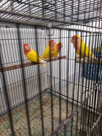 lovebird