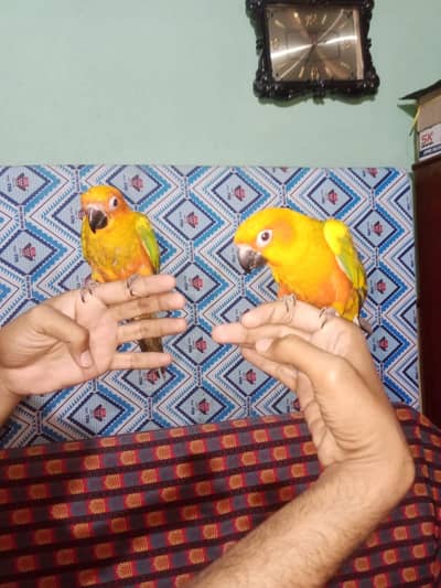 Hand tame fully tame and friendly