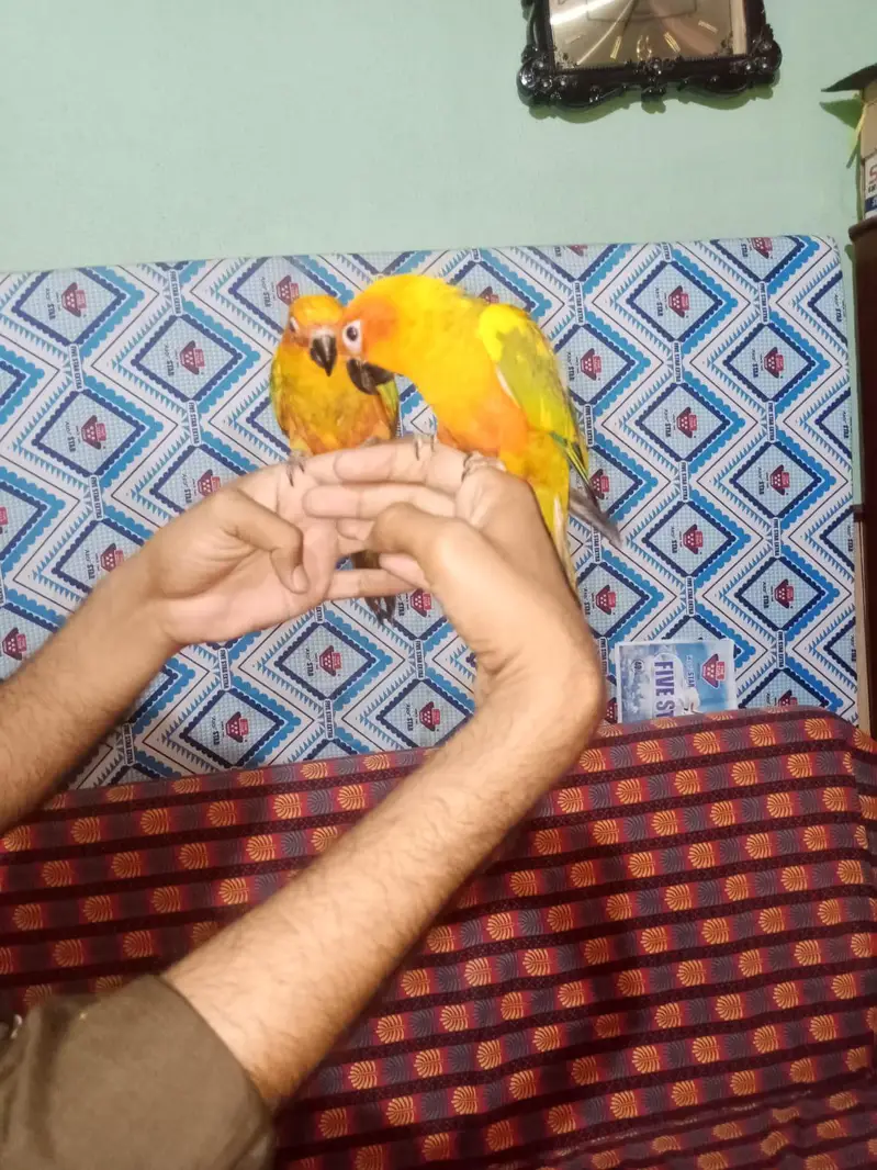Hand tame fully tame and friendly — photo 2