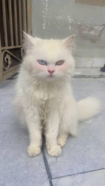 fully trained white persian cat
