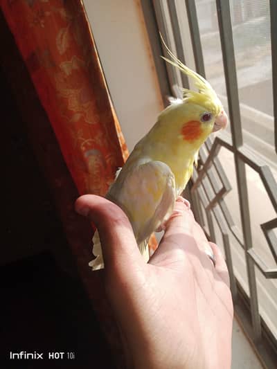 hand tamed cocktail,zebra finchs, snow white finchs