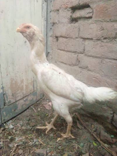 shampoo femAil egg de rahi he watsap03271995785