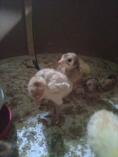 turkey chicks available for sale mix colour