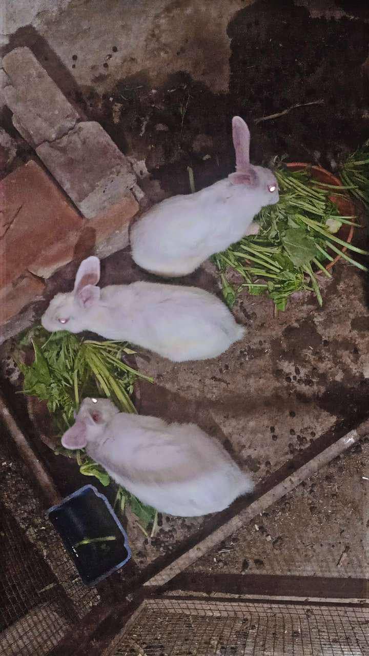rabbit 0