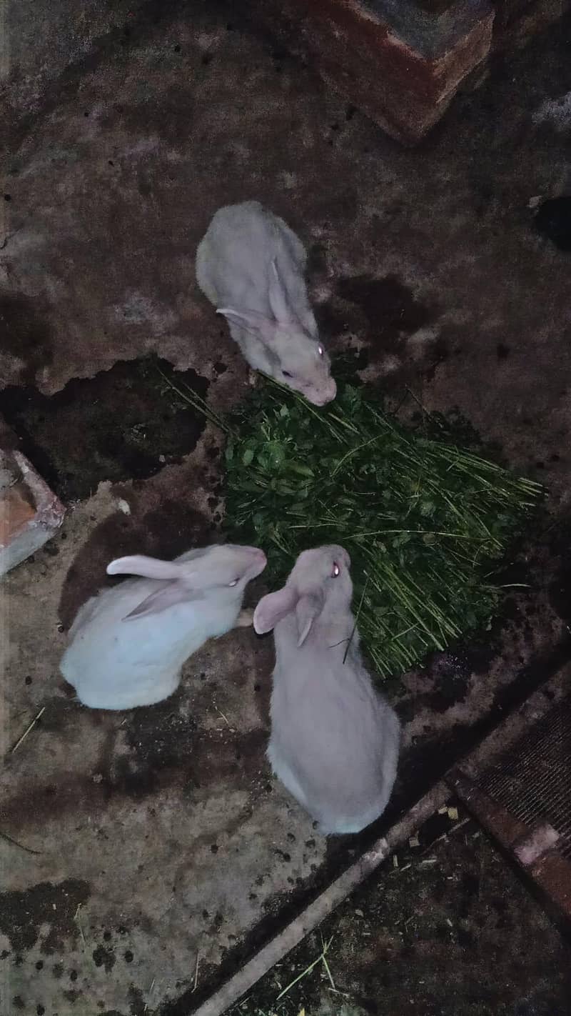 rabbit 1