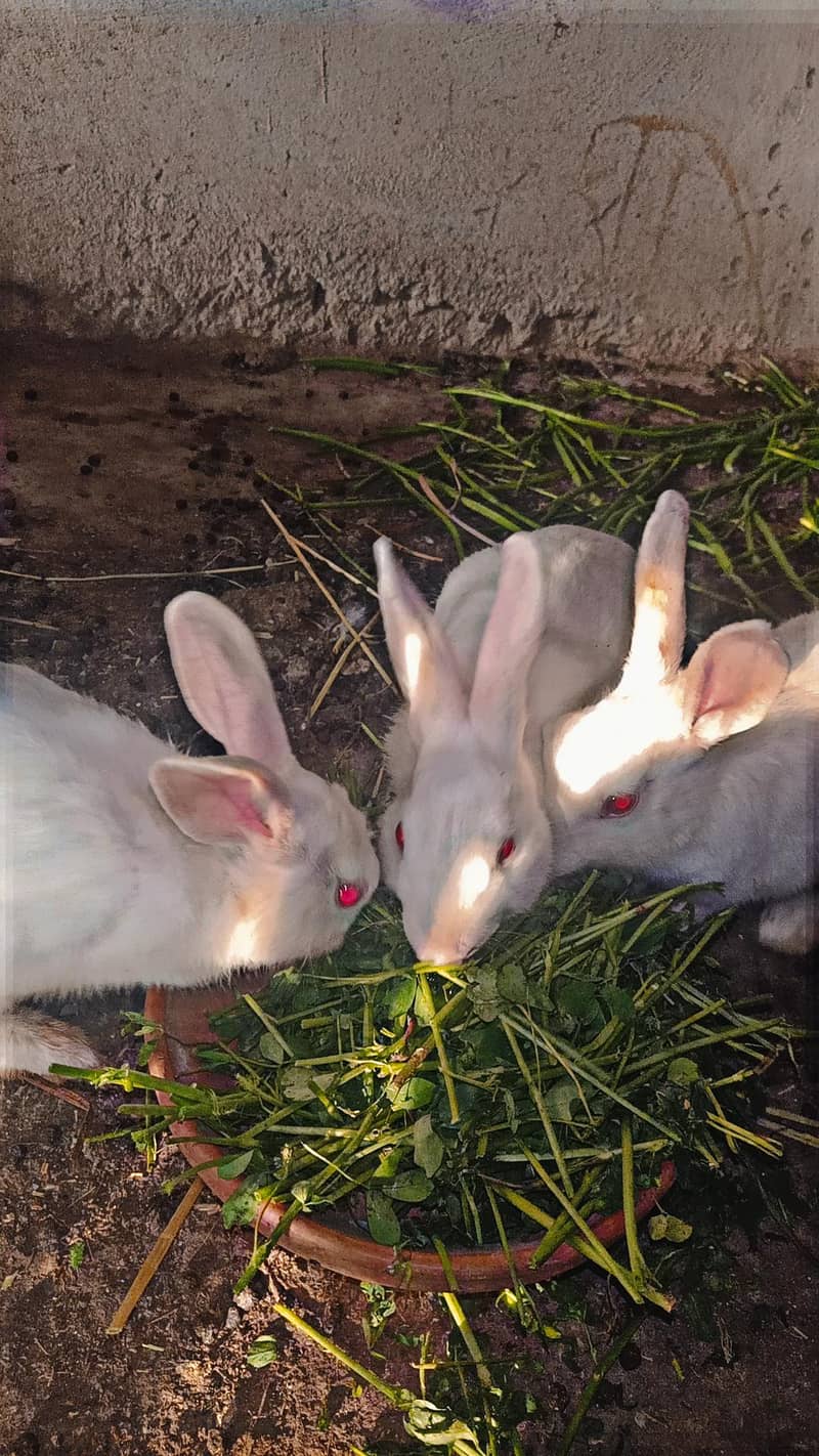 rabbit 2