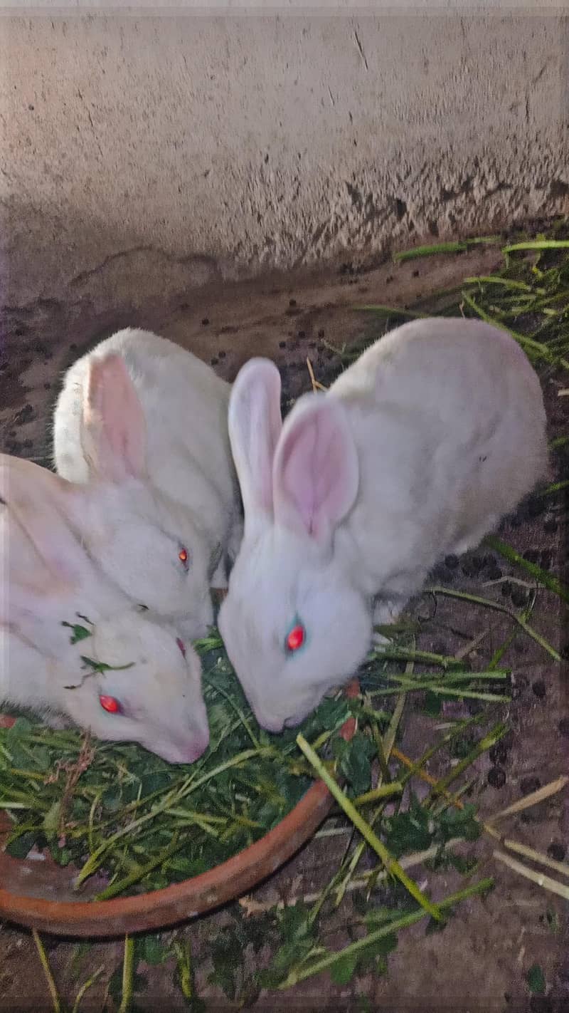 rabbit 3