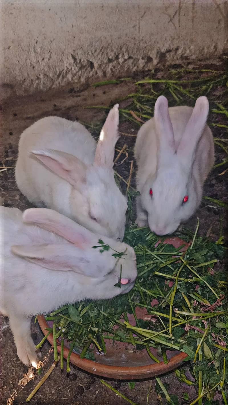 rabbit 4