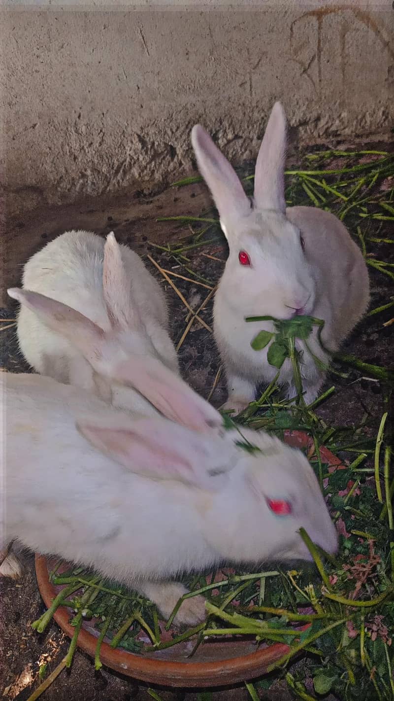 rabbit 5