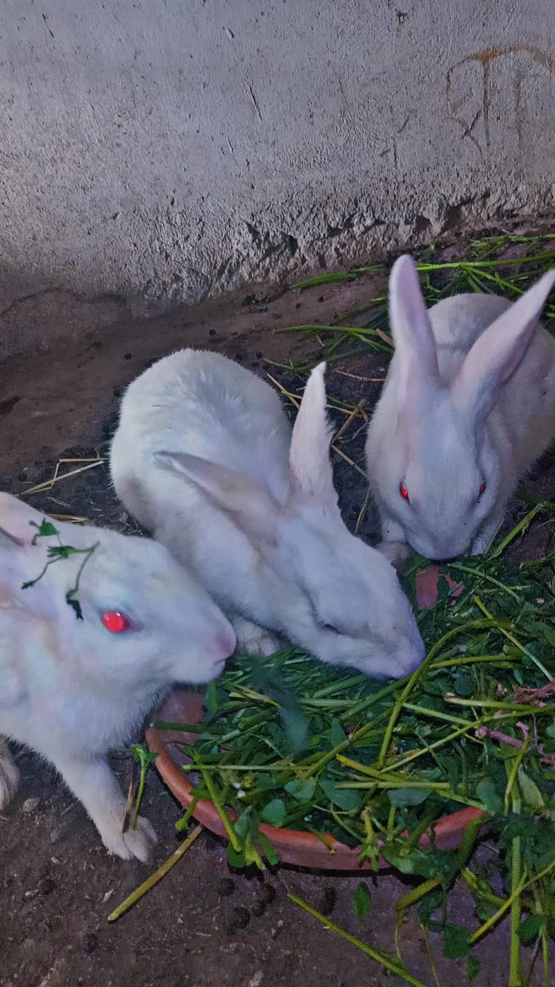 rabbit 6