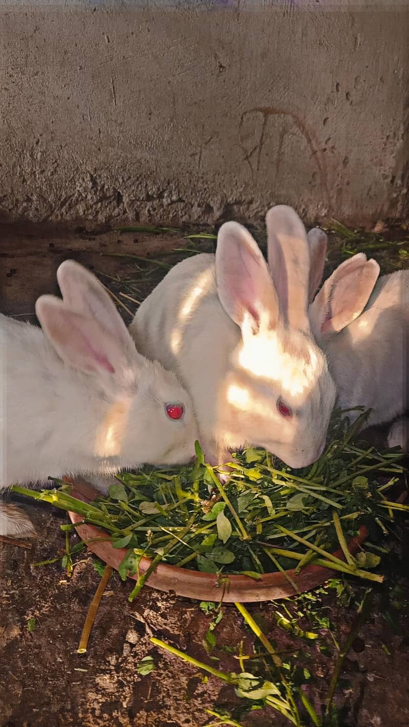 rabbit 7