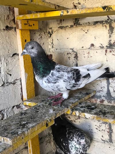 sialkoti pair for sale 100%