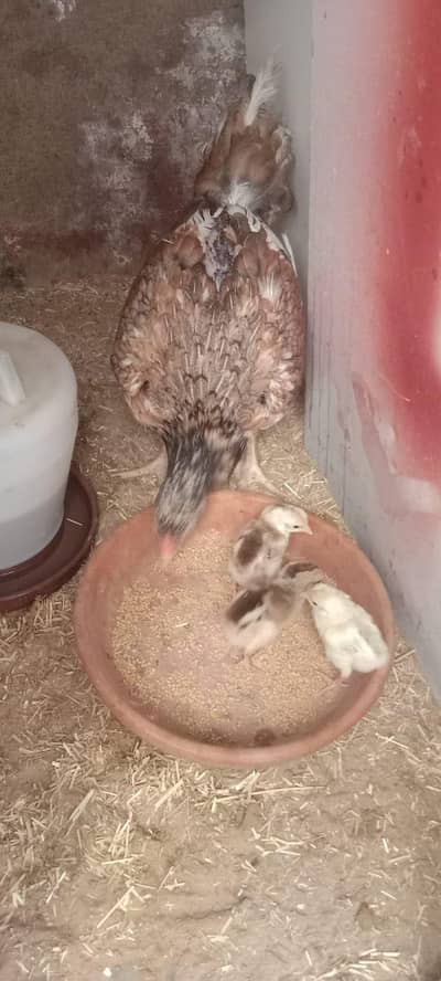 aseel murgi with chicks