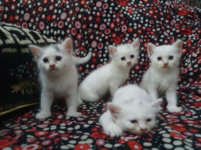 Adorable White Kittens – Healthy & Playful! 