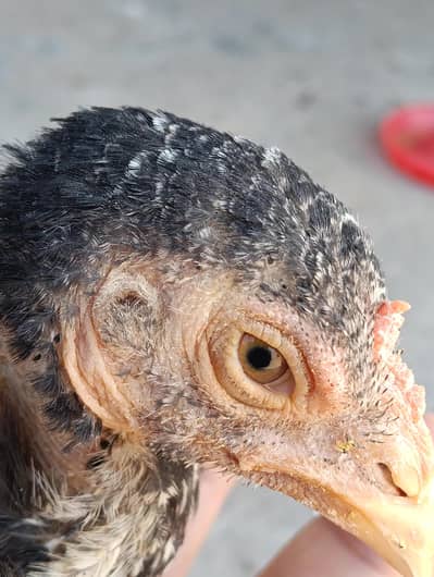 Aseel chiks/ pathy pathyan available for sale