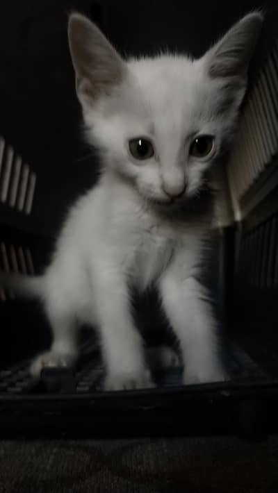 Persian n Siberian cat