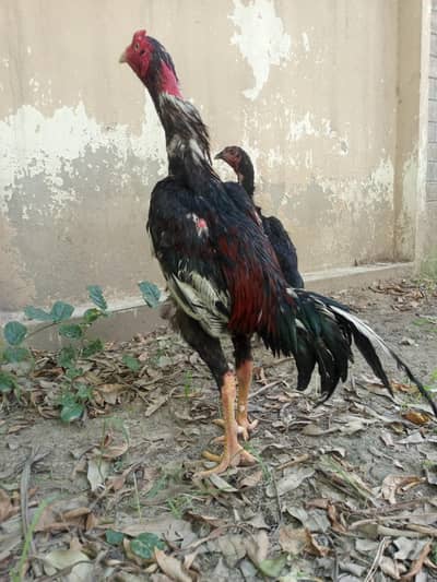 Sher murga for sale height normal