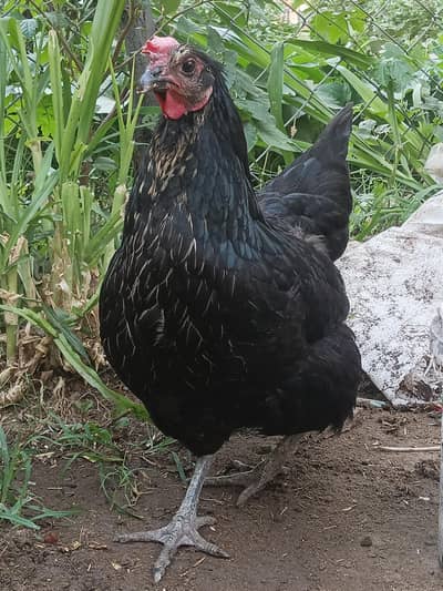 lohmann black