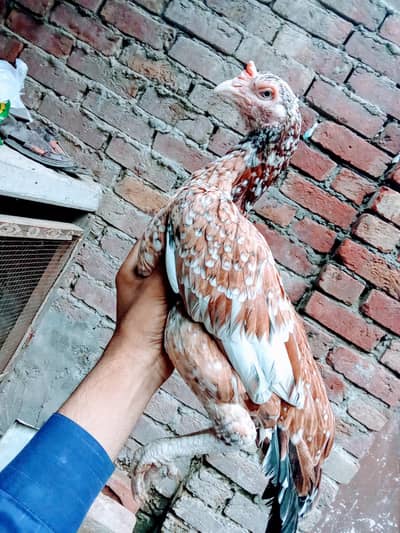 Pakistani
