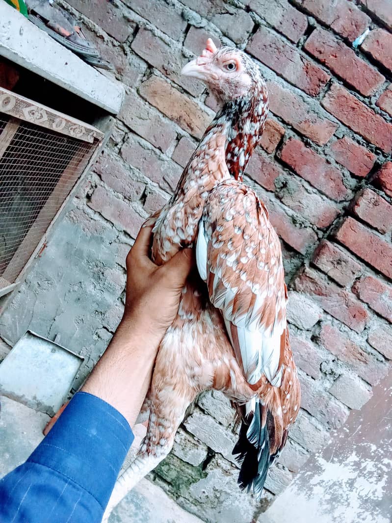  Pakistani 1