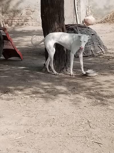 Tazi gutaria mex pepeies