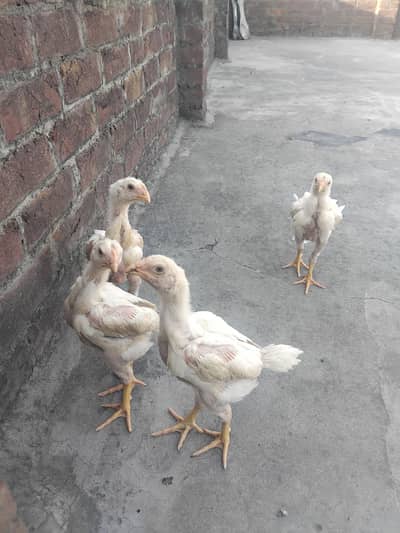 Shamo chicks | Thai aseel | Dragon aseel | panos pokoye female
