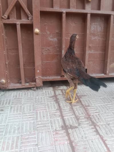 4000 ka 2 femal 1 male chick